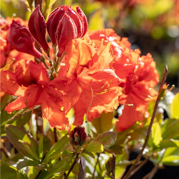 Rhododendron (Mollis Azalee) 'Gibraltar'
