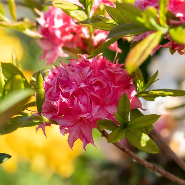 Rhododendron (Mollis Azalee) 'Homebush'