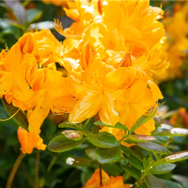 Rhododendron (Mollis Azalee) 'Klondyke'
