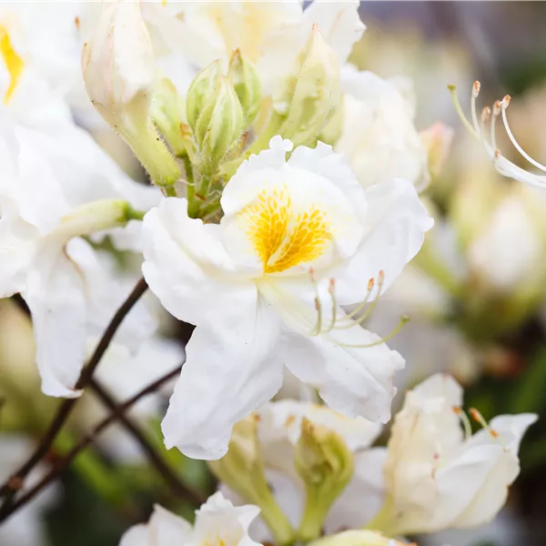 Rhododendron (Mollis Azalee) 'Schneegold'