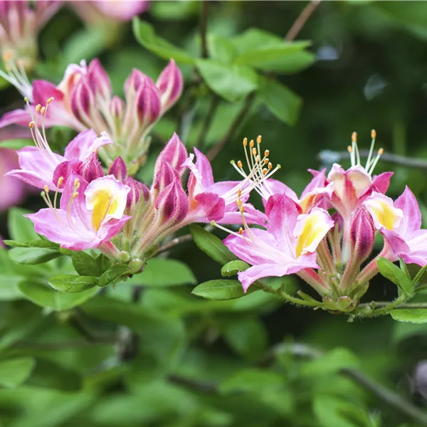 Rhododendron (Viscosa Azalee) 'Soir de Paris'