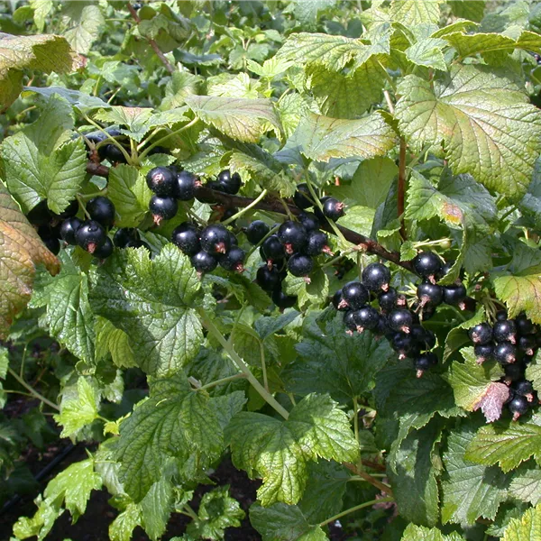 Ribes nigrum 'Ometa'