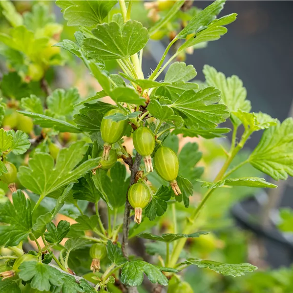 Ribes uva-crispa 'Hinnonmäki Gelb'