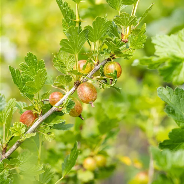 Ribes uva-crispa 'Rokula'