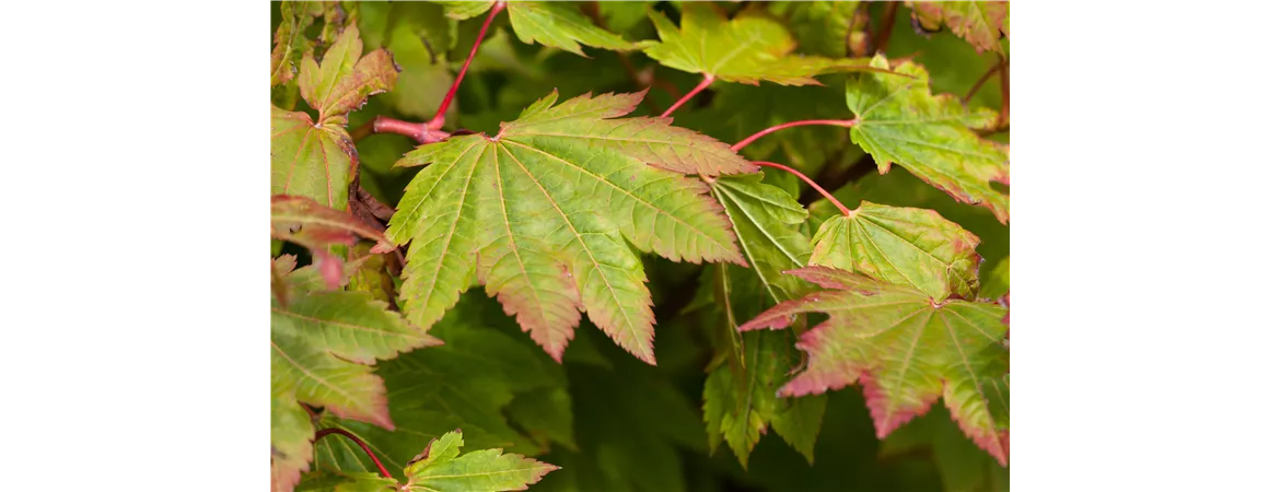 Acer japonicum 'Vitifolium'