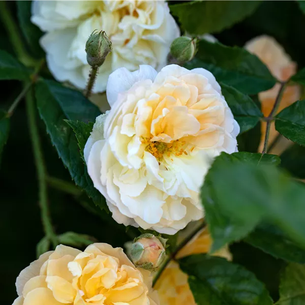 Rosa (Strauchrose) 'Ghislaine de Féligonde'