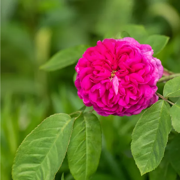 Rosa (Strauchrose) 'Rose de Rescht'
