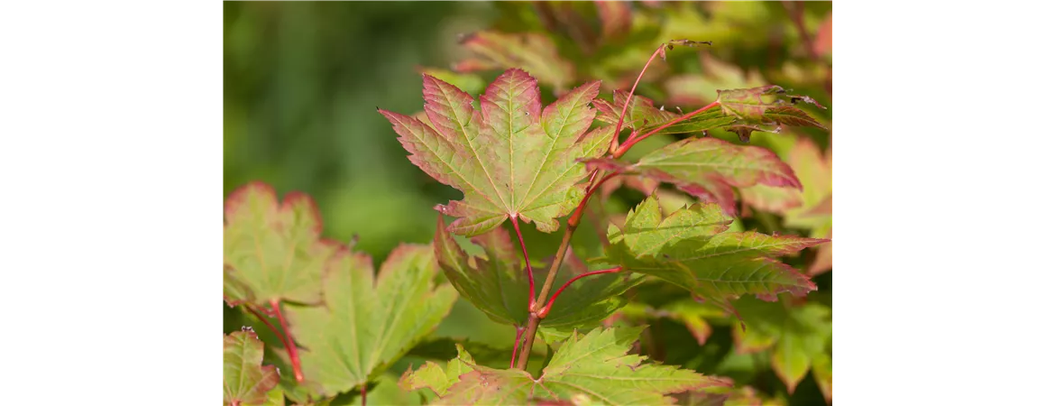 Acer japonicum 'Vitifolium'