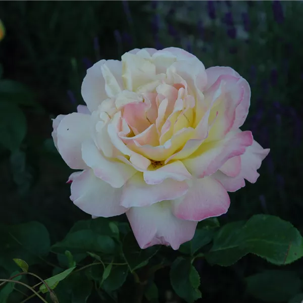 Rosa (Teehybride) 'Mme A. Meilland'
