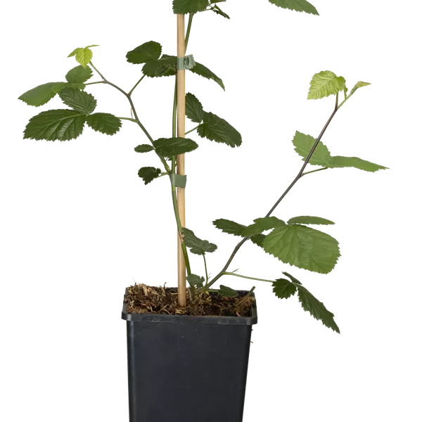 Rubus fruticosus 'Loch Ness' (Nessy)