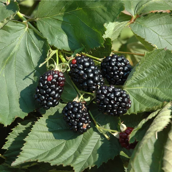 Rubus fruticosus 'Theodor Reimers' (Himalaya)