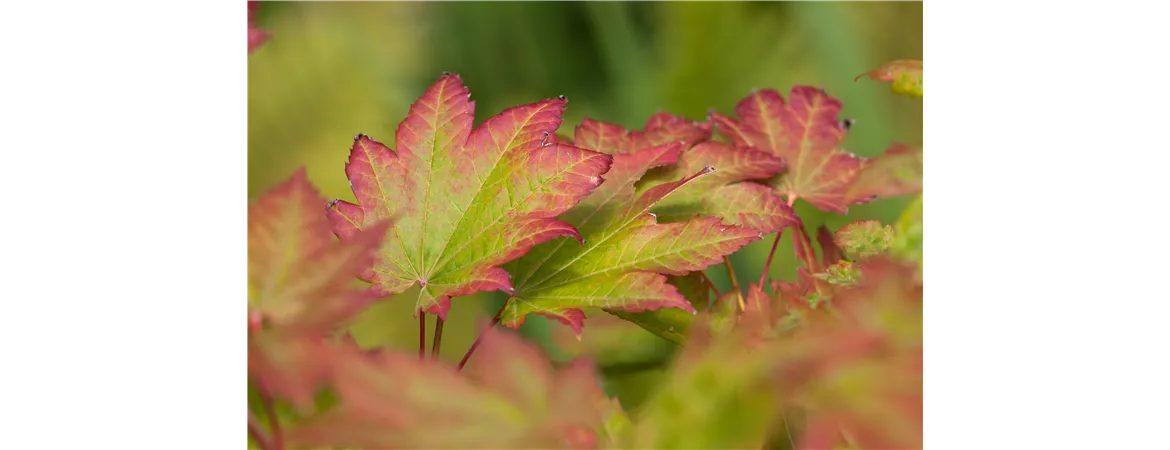 Acer japonicum 'Vitifolium'