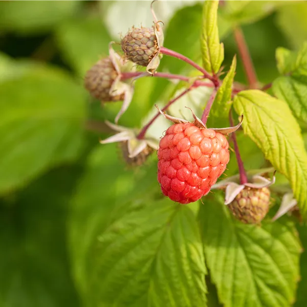 Rubus idaeus 'Autumn Bliss' (Blizzy)