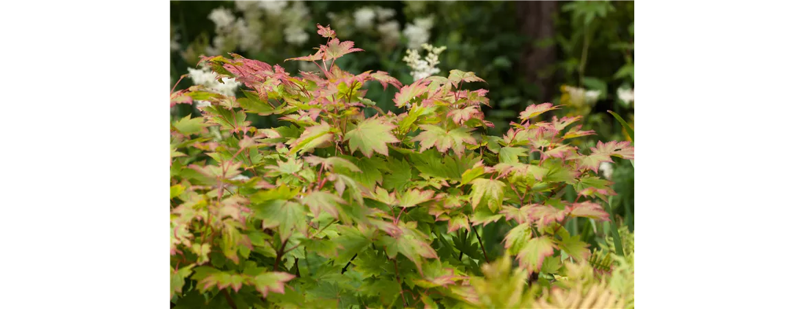 Acer japonicum 'Vitifolium'
