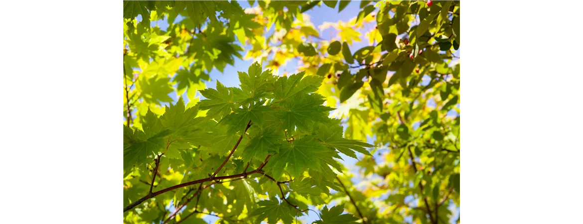 Acer japonicum 'Vitifolium'