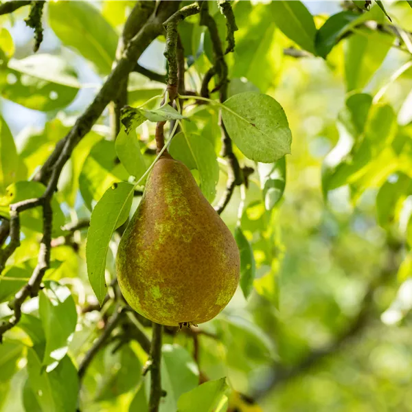 Pyrus communis 'Kaiser Alexander' (Bosc)