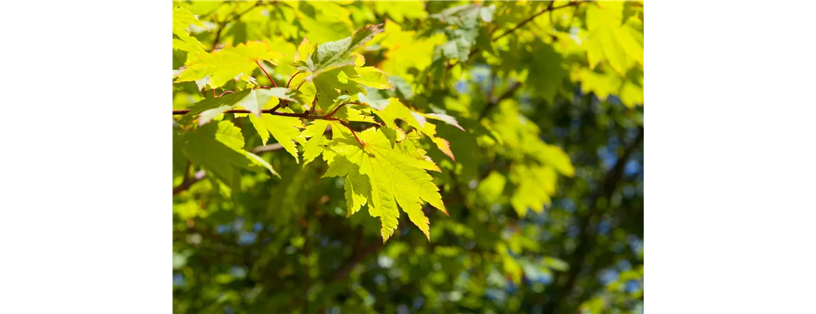 Acer japonicum 'Vitifolium'