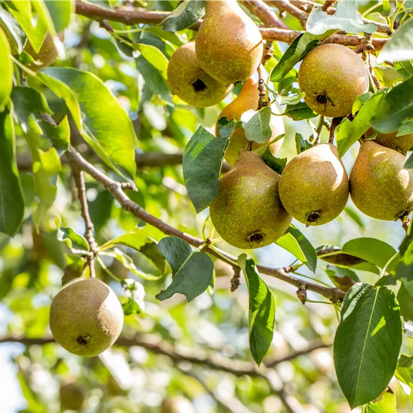 Pyrus communis 'Gute Luise von Avranches'