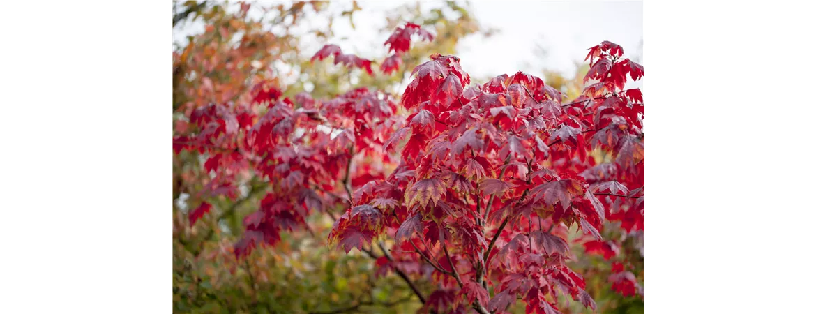 Acer japonicum 'Vitifolium'