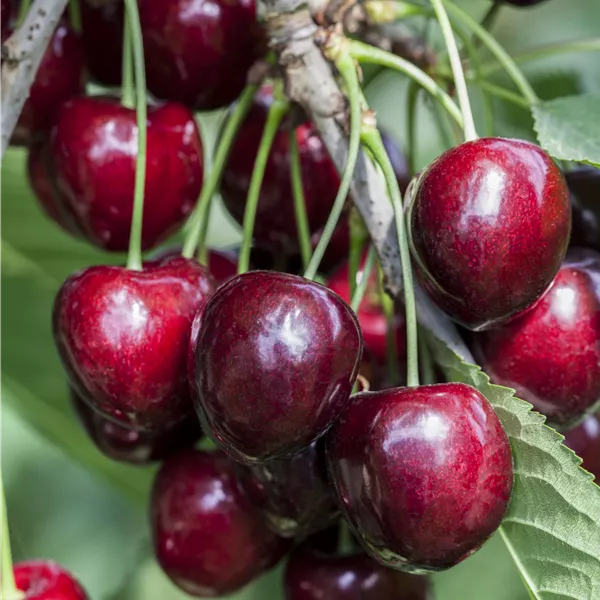Prunus avium 'Kordia'
