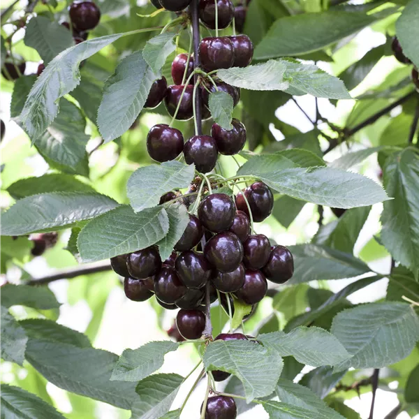 Prunus cerasus 'Schattenmorelle'