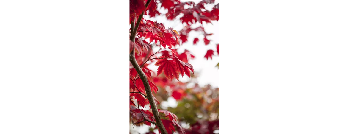 Acer japonicum 'Vitifolium'