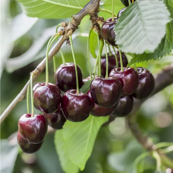 Prunus avium 'Regina'