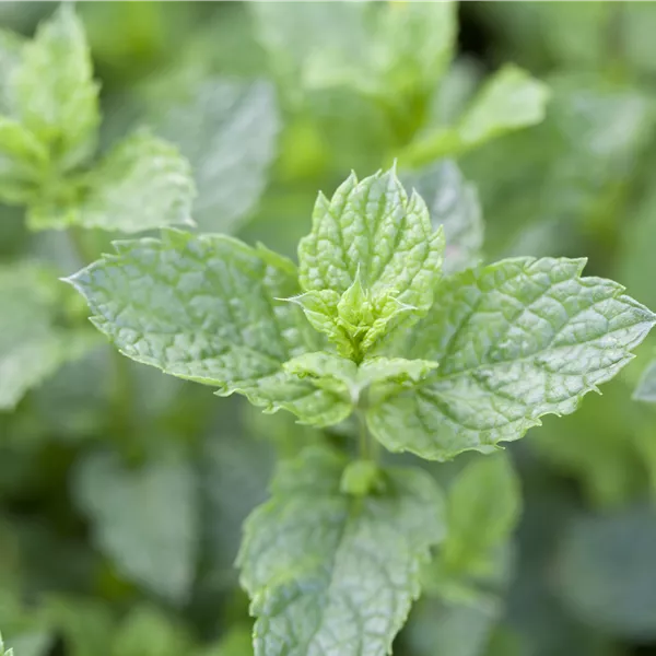 Mentha spicata 'Moroccan'
