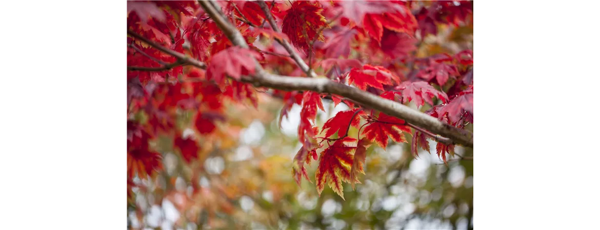 Acer japonicum 'Vitifolium'