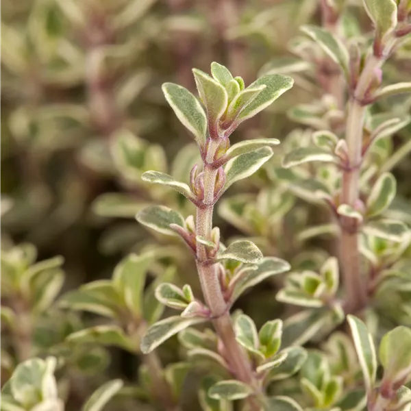 Thymus citriodorus (x)