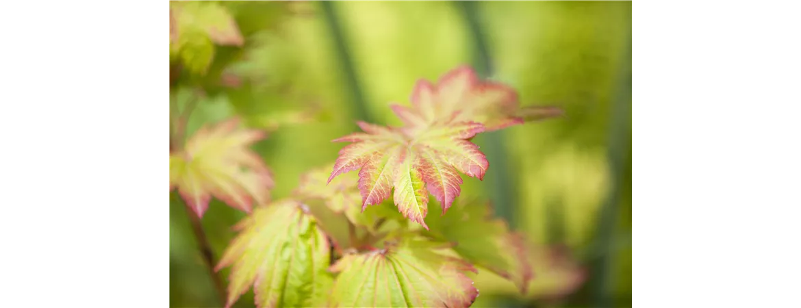 Acer japonicum 'Vitifolium'