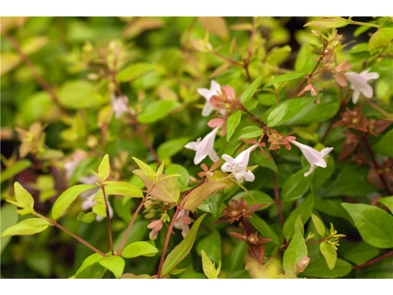 Abelia grandiflora 'Francis Mason'
