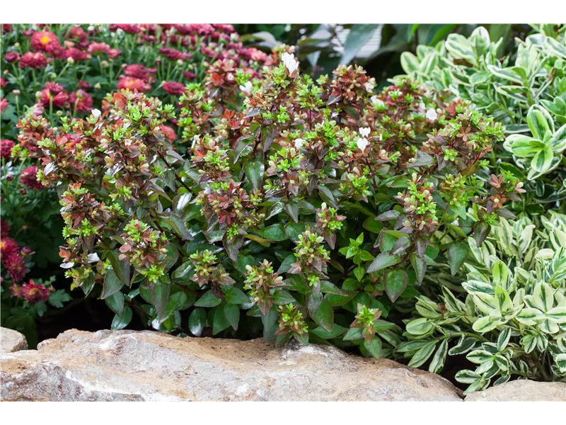 Abelia grandiflora