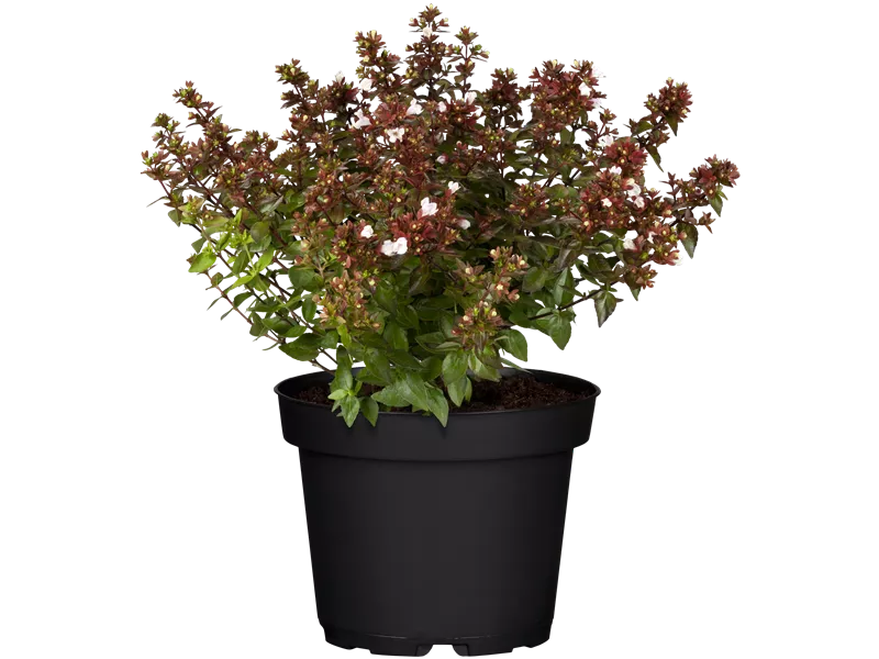 Abelia grandiflora