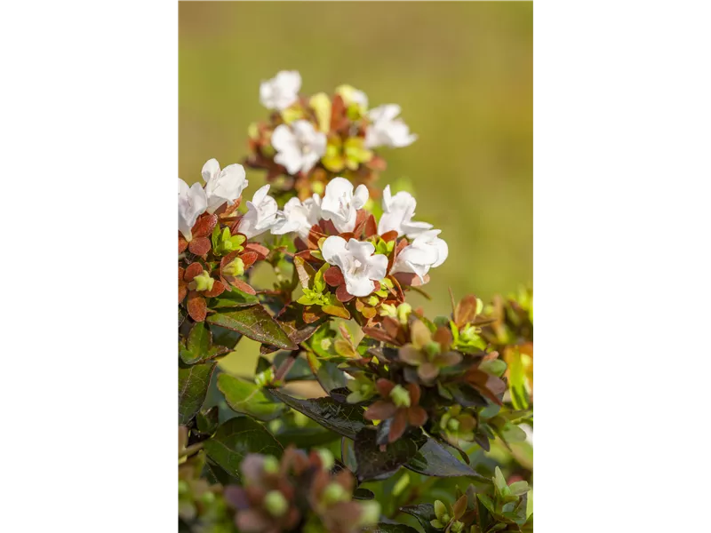 Abelia grandiflora