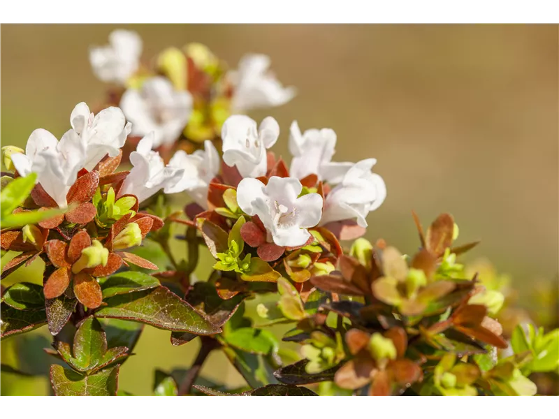 Abelia grandiflora