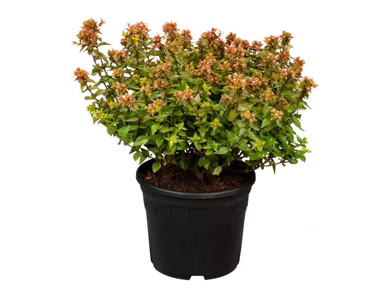 Abelia grandiflora