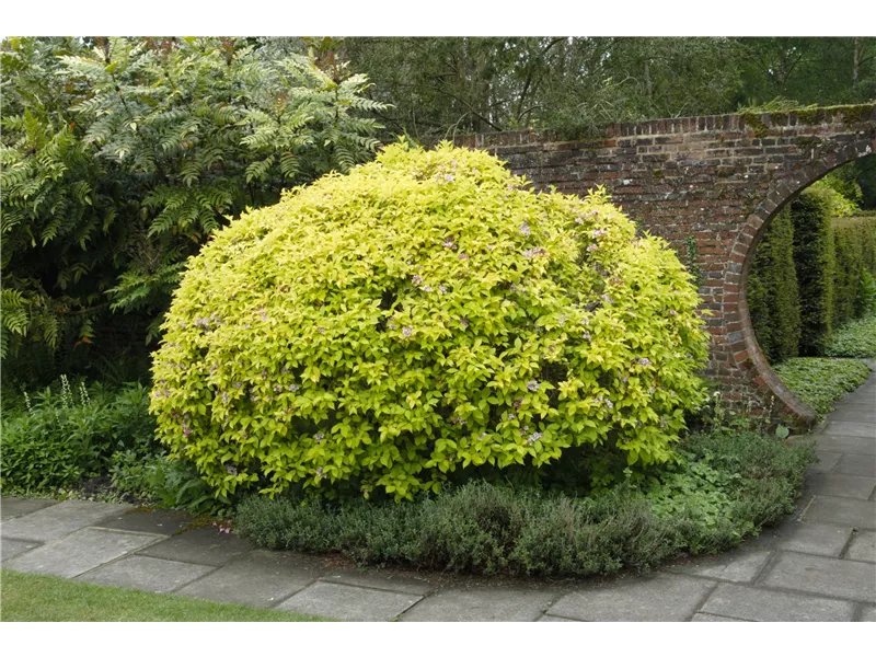 Abelia grandiflora