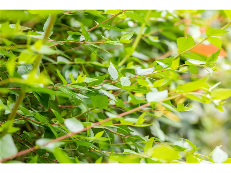 Abelia grandiflora