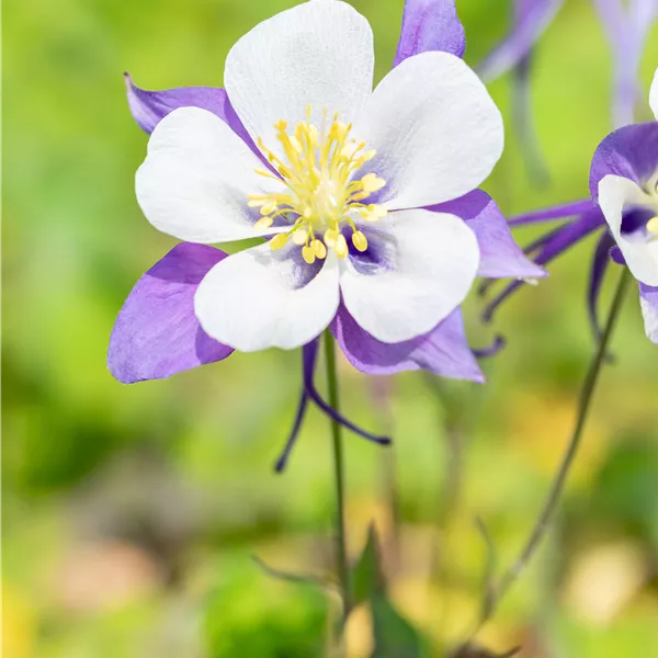 Aquilegia 'Blue Star'