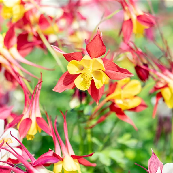 Aquilegia 'Crimson Star'