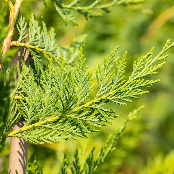 Cupressocyparis (x) leylandii