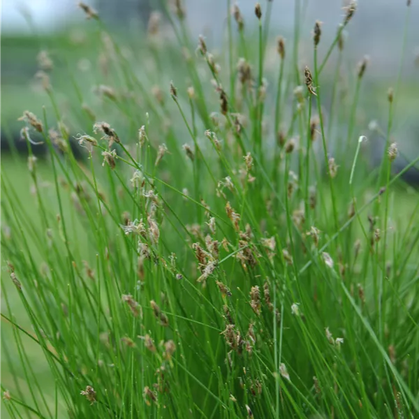 Eleocharis palustris