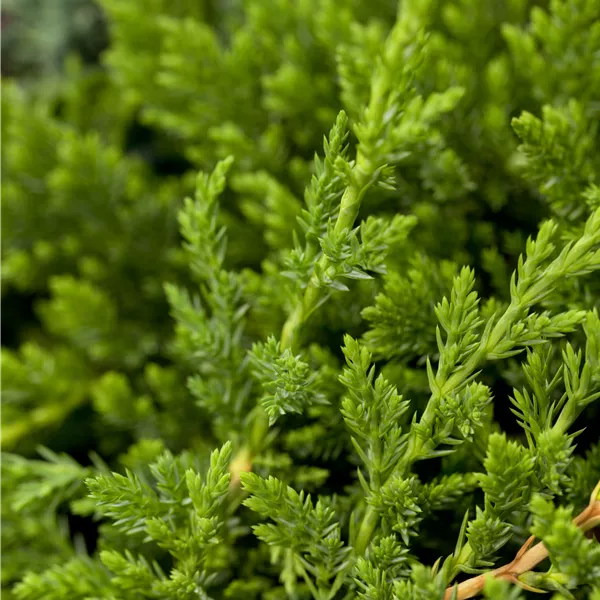 Juniperus horizontalis 'Prince of Wales'