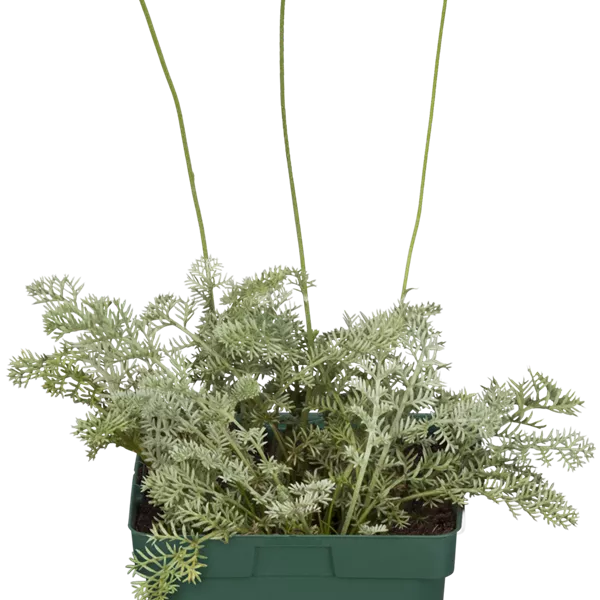 Anthemis tinctoria Sämlinge