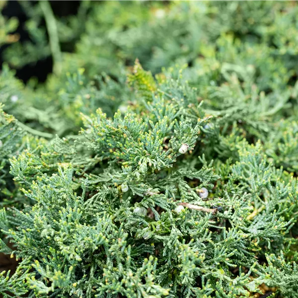 Juniperus horizontalis 'Wiltonii'
