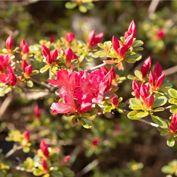 Rhododendron (Japanische Azalee) 'Silvester'