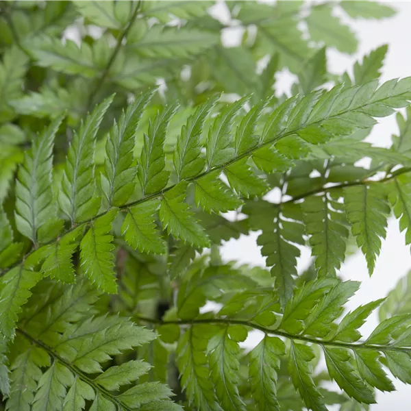 Polystichum tsus-simense