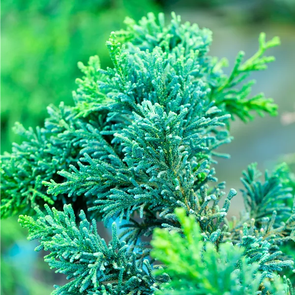 Chamaecyparis obtusa 'Lycopodioides'