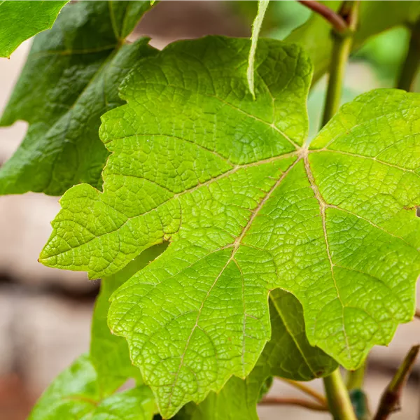 Vitis vinifera 'Vanessa'